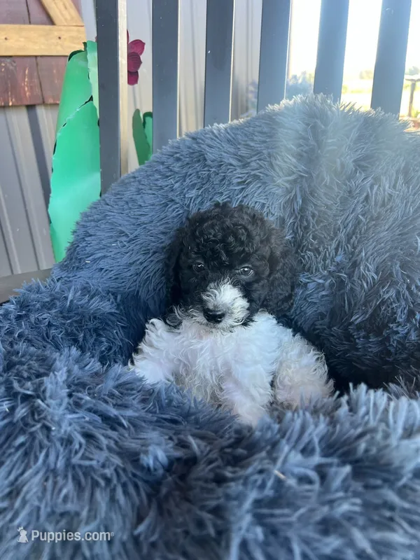 Male 5 poodle  – Poodle - Miniature  puppy for sale in Coalgate, OK