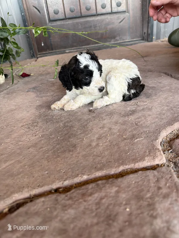 Female 2 poodle  – Poodle - Miniature  puppy for sale in Coalgate, OK
