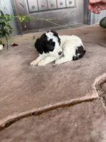 Female 2 poodle , a female Poodle - Miniature  for sale in Coalgate, OK – 1 of 4