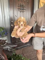 Male 6 poodle , a male Poodle - Miniature  for sale in Coalgate, OK – 4 of 6