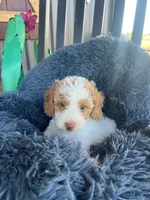 Male 1 poodle , a male Poodle - Miniature  for sale in Coalgate, OK – 2 of 5