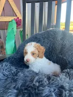 Male 1 poodle , a male Poodle - Miniature  for sale in Coalgate, OK – 4 of 5