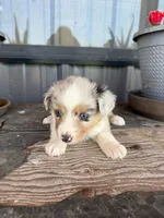 Female 2 , a female Miniature Australian Shepherd for sale in Coalgate, OK – 2 of 10