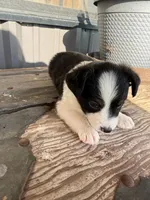 Mini Aussie female  1, a female Miniature Australian Shepherd for sale in Coalgate, OK – 5 of 10