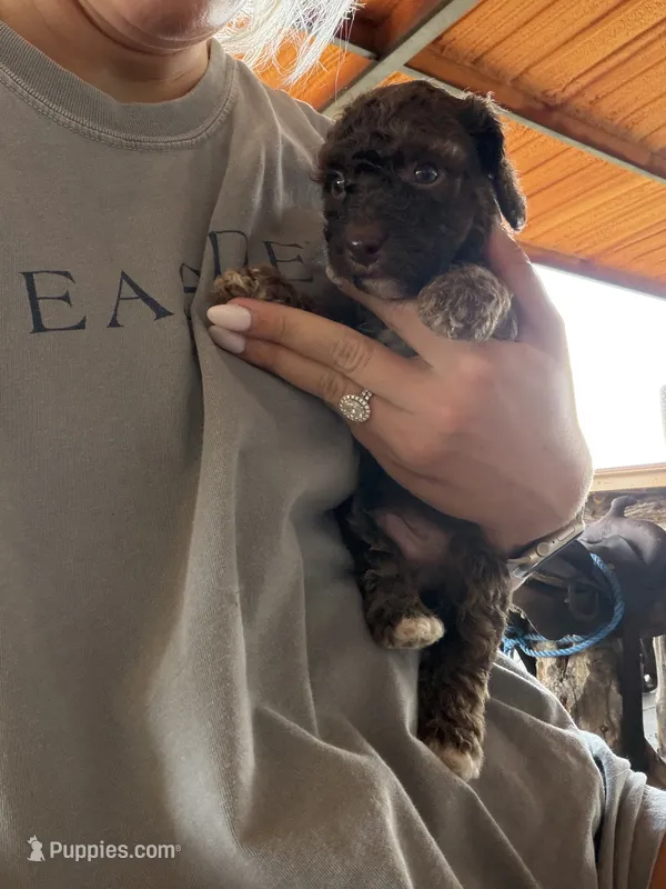 Male 4 poodle – Poodle - Miniature  puppy for sale in Coalgate, OK