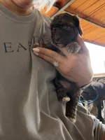 Male 4 poodle, a male Poodle - Miniature  for sale in Coalgate, OK – 1 of 4