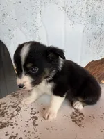 Male 2, a male Miniature Australian Shepherd for sale in Coalgate, OK – 4 of 9