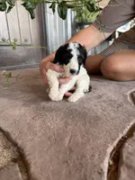 Female 2 poodle , a female Poodle - Miniature  for sale in Coalgate, OK – 4 of 4