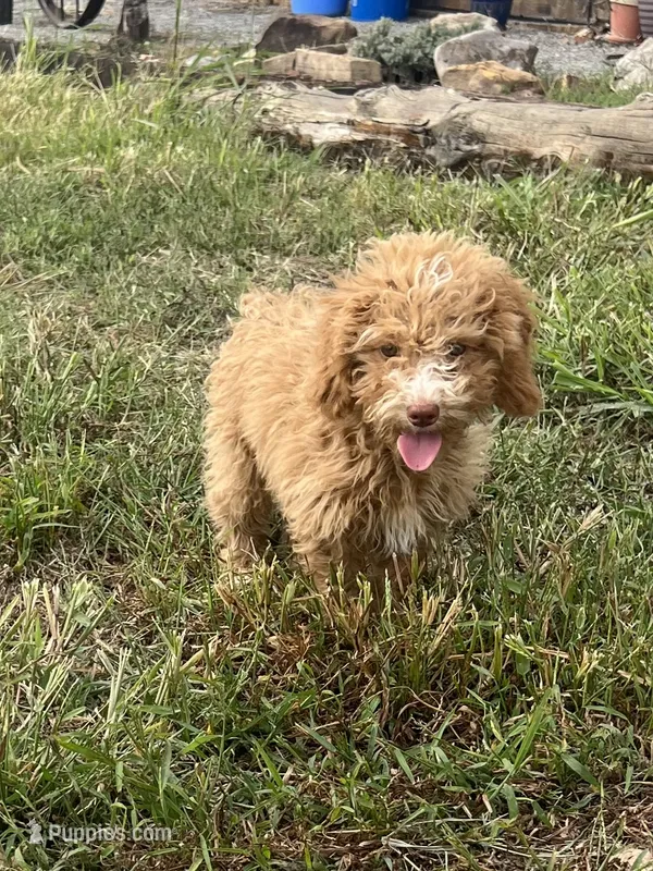 Male 6 poodle  – Poodle - Miniature  puppy for sale in Coalgate, OK