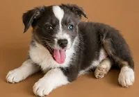 Male 1 , a male Miniature American Shepherd for sale in Coalgate, OK – 3 of 3