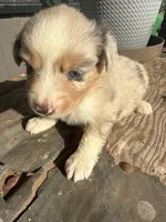 Female 2 , a female Miniature Australian Shepherd for sale in Coalgate, OK – 9 of 10
