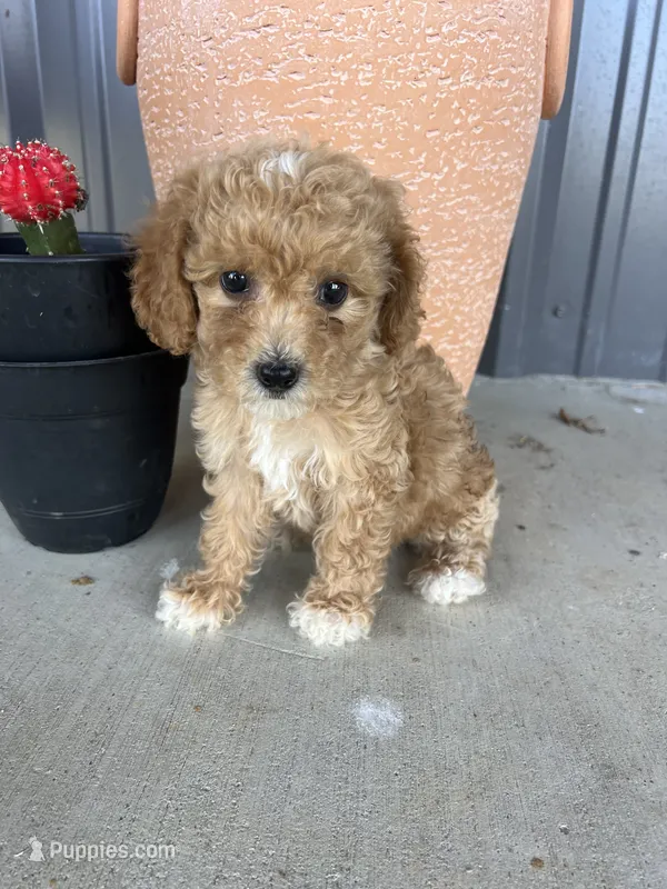 Female 3 poodle  – Poodle - Miniature  puppy for sale in Coalgate, OK