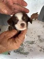 Male 1 , a male Miniature Australian Shepherd for sale in Coalgate, OK – 1 of 5