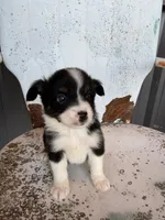 Male 2, a male Miniature Australian Shepherd for sale in Coalgate, OK – 7 of 9
