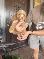 Male 6 poodle , a male Poodle - Miniature  for sale in Coalgate, OK – 5 of 6