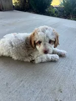 Male 3 poodle , a male Poodle - Miniature  for sale in Coalgate, OK – 3 of 4