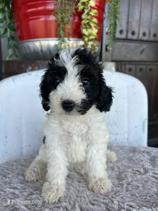 Female 2 poodle  – Poodle - Miniature  puppy for sale in Coalgate, OK