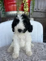 Female 2 poodle , a female Poodle - Miniature  for sale in Coalgate, OK – 1 of 7