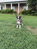 Male 1, a male Miniature Australian Shepherd for sale in Coalgate, OK – 6 of 6