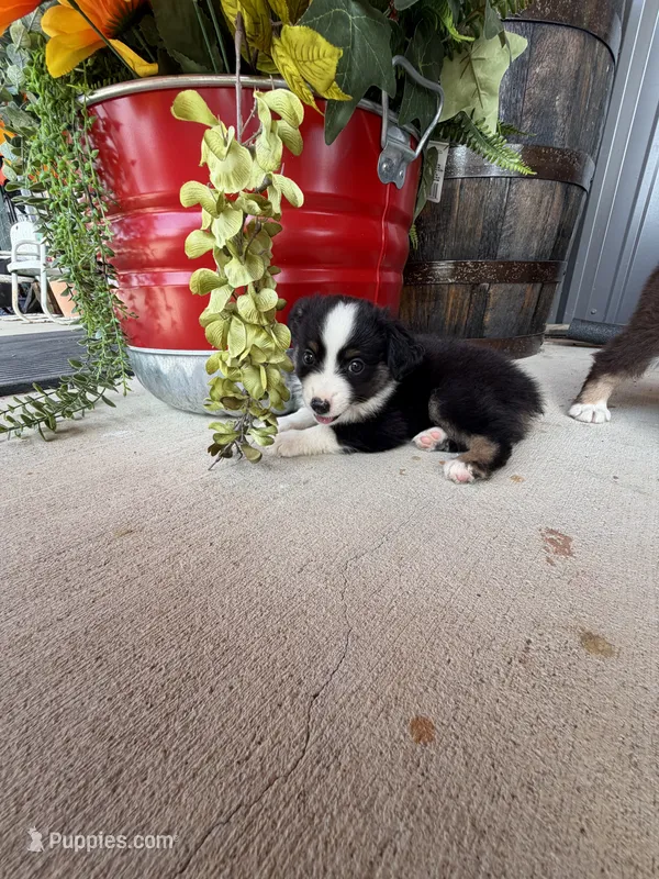 Male 3 – Miniature Australian Shepherd puppy for sale in Coalgate, OK