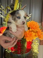 Female 3, a female Miniature Australian Shepherd for sale in Coalgate, OK – 9 of 10