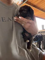 Male 4 poodle, a male Poodle - Miniature  for sale in Coalgate, OK – 4 of 4