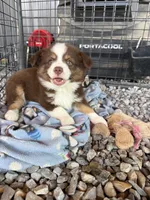 Mini Aussie Male, a male Miniature Australian Shepherd for sale in Coalgate, OK – 2 of 3