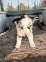 Female 3, a female Miniature Australian Shepherd for sale in Coalgate, OK – 2 of 10