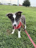 Male 1, a male Miniature Australian Shepherd for sale in Coalgate, OK – 4 of 6