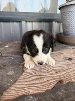 Mini Aussie female  1, a female Miniature Australian Shepherd for sale in Coalgate, OK – 2 of 10