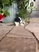 Female 1 poodle , a female Poodle - Miniature  for sale in Coalgate, OK – 5 of 5