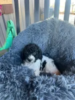Male 5 poodle , a male Poodle - Miniature  for sale in Coalgate, OK – 3 of 3