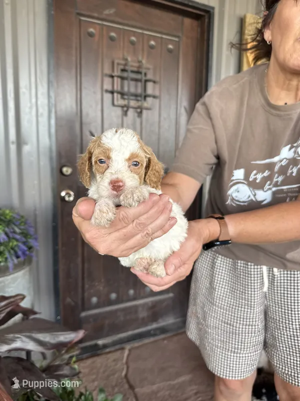 Male 1 poodle  – Poodle - Miniature  puppy for sale in Coalgate, OK