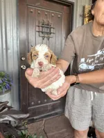 Male 1 poodle , a male Poodle - Miniature  for sale in Coalgate, OK – 1 of 3