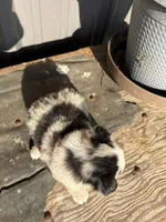 Female 3, a female Miniature Australian Shepherd for sale in Coalgate, OK – 6 of 10