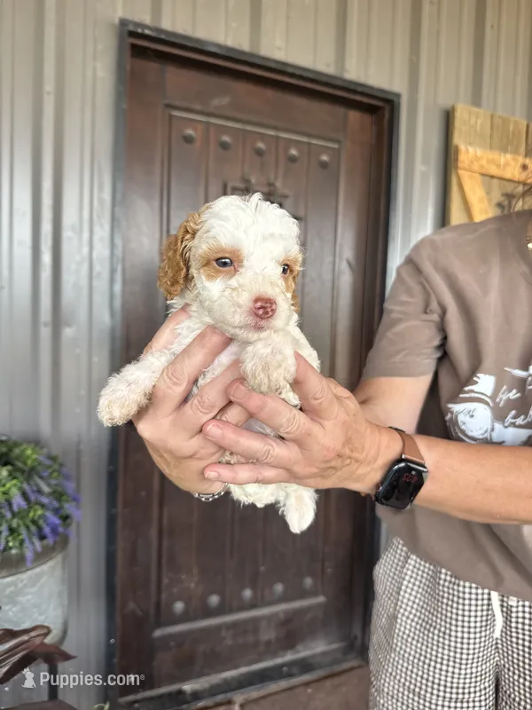 Male 3 poodle  – Poodle - Miniature  puppy for sale in Coalgate, OK