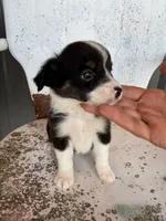 Male 2, a male Miniature Australian Shepherd for sale in Coalgate, OK – 9 of 9