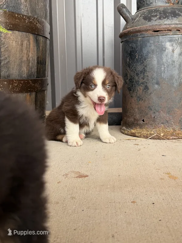 Male 1  – Miniature Australian Shepherd puppy for sale in Coalgate, OK