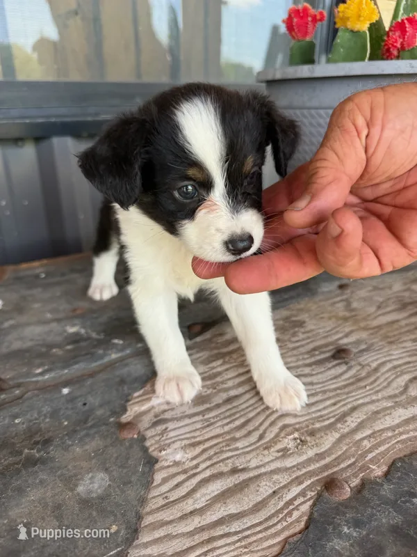 Female 4  – Miniature Australian Shepherd puppy for sale in Coalgate, OK