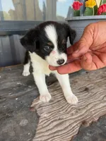 Female 4 , a female Miniature Australian Shepherd for sale in Coalgate, OK – 1 of 6