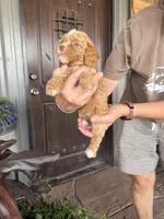 Male 6 poodle , a male Poodle - Miniature  for sale in Coalgate, OK – 6 of 6