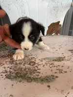 Male 3, a male Miniature Australian Shepherd for sale in Coalgate, OK – 2 of 6
