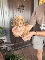Male 6 poodle , a male Poodle - Miniature  for sale in Coalgate, OK – 2 of 6