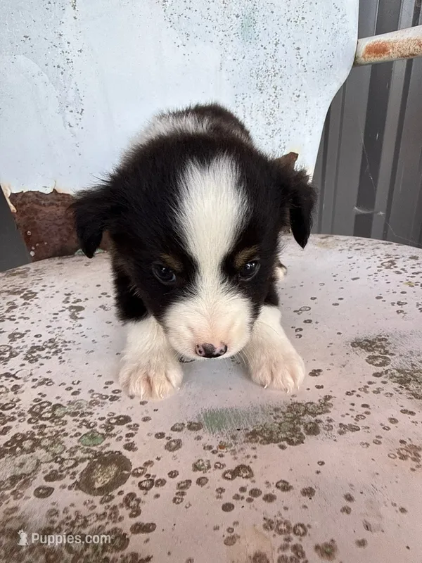 Male 3 – Miniature Australian Shepherd puppy for sale in Coalgate, OK