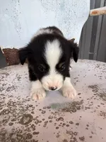 Male 3, a male Miniature Australian Shepherd for sale in Coalgate, OK – 1 of 6