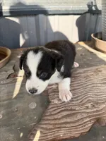 Mini Aussie female  1, a female Miniature Australian Shepherd for sale in Coalgate, OK – 4 of 10