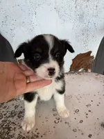 Male 2, a male Miniature Australian Shepherd for sale in Coalgate, OK – 8 of 9