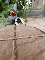 Female 1 poodle , a female Poodle - Miniature  for sale in Coalgate, OK – 2 of 5