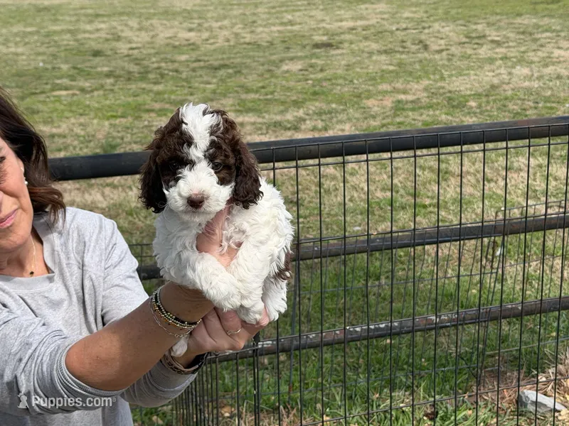 Female 1  – Poodle - Standard  puppy for sale in Coalgate, OK