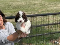 Female 1 , a female Poodle - Standard  for sale in Coalgate, OK – Photo 1 of 3